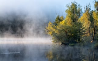 Картинка природа, туман, деревья