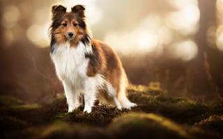 Картинка мох, боке, Шелти, Шетландская овчарка, собака