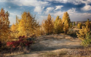 Картинка осень, природа, жёлтые деревья, пейзаж, деревья, красота