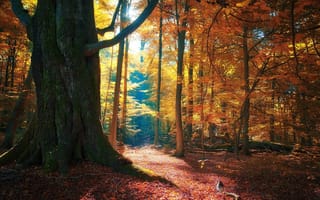 Картинка осень, природа, лес