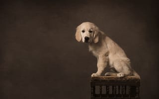 Картинка собака, портрет, взгляд, пуф, щенок