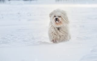 Картинка Гаванский бишон, зима, собака, снег