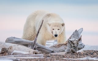 Картинка медведь, Аляска, полярный медведь, белый медведь, коряга