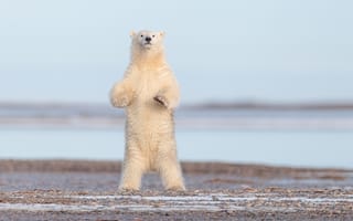 Картинка медведь, Аляска, стойка, белый медведь, полярный медведь