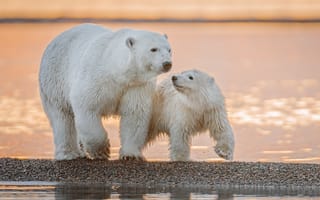 Картинка вода, детёныш, Аляска, полярные медведи, белые медведи, медведица, медвежонок
