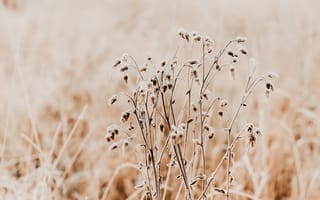 Картинка трава, природа, сухое, растение