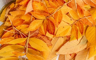 Картинка осень, листья