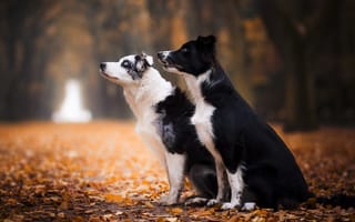 Обои собаки, друзья, осень