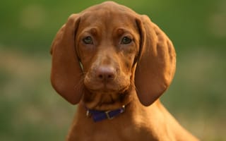 Картинка собака, морда, уши, взгляд