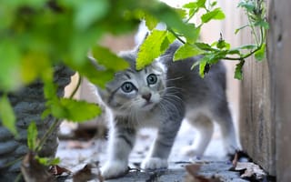 Картинка котёнок, серый, трава, малыш, испуганный
