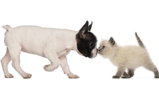 Картинка французский бульдог, дружба, щенок, британская короткошёрстная кошка, собака, котёнок, друзья