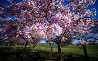 Картинка деревья, весна, сад, New Zealand, цветение, цветки, Новая