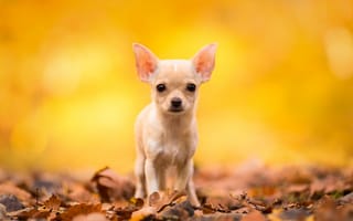 Обои чихуахуа, листья, осень, пёсик, взгляд, собачонка, собака