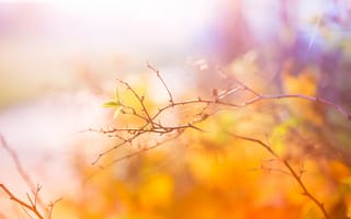 Картинка Abstract, ветвь, Autumn, Colors, листики, осень