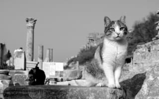 Картинка кошка, Эфес, Турция, кот, чёрно-белая, котейка, развалины, монохром