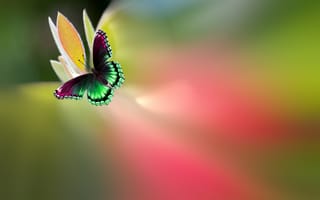 Картинка бабочка, пестрая, Josep Sumalla, краски, яркая, красивая, цветок