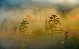 Картинка Lake Superior Provincial Park, лес, осень, Канада, Онтарио, туман