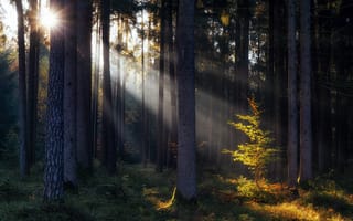 Картинка осень, лес, свет