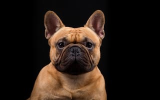 Картинка Французский бульдог, собака, портрет, взгляд, морда