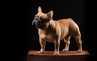 Картинка Французский бульдог, собака, ящик