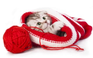 Картинка Шотландская вислоухая кошка, нитки, малыш, скоттиш-фолд, шапка, котёнок, клубок