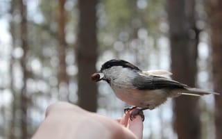Картинка птица, руки, орешки
