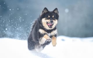 Картинка зима, собака, Маламут, снег