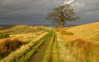 Картинка Англия, дерево, природа, дорога, холмы, осень, трава