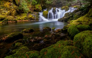 Картинка лес, река, Curly Creek, Штат Вашингтон, мох, камни, Gifford Pinchot National Forest, Округ Скамейния, водопады, Skamania County, каскад, Washington State