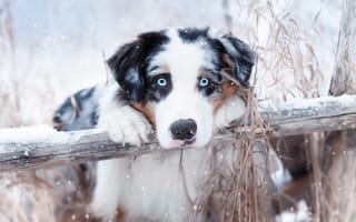 Обои взгляд, Наталия Поникарова, морда, собака, Австралийская овчарка, Аусси, снег