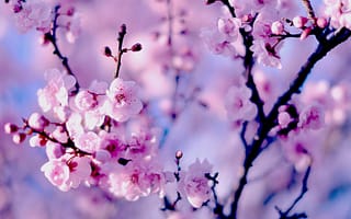 Картинка сакура, вишня, цветение, ветки, боке, цветки