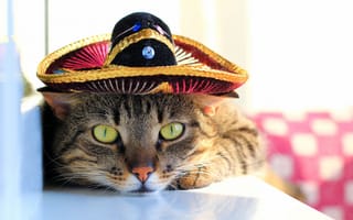 Картинка кот, , полосатый, хвост, мордочка, размытость, зеленые, мексиканское, смотрит, лапы, котяра, cat, глаза, сомбреро, окрас, боке, шляпа, усы