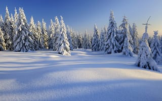 Обои winter, снежинки, nature, снег, лес, snow, елка, зима