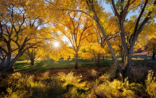 Картинка природа, листья, время года, осень, лучи, деревья, солнце