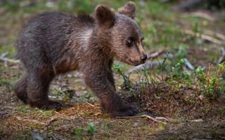 Картинка природа, животное, Александр Перов, хищник, медвежонок, детёныш