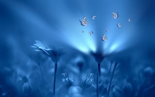 Картинка бабочки, стиль, цветы, Josep Sumalla, голубой, свет