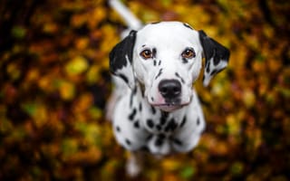 Картинка собака, друг, взгляд, dalmatian