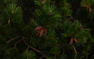 Картинка green, nature, christmas tree