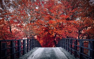 Картинка осень, мост, природа