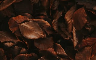 Картинка осень, коричневые, листья, сухие, листва