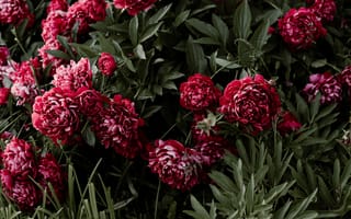 Картинка листья, цветы, peony, бутоны, пионы, ЛЕПЕСТВИ