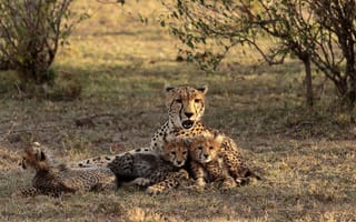 Картинка Kenia, Maasai Mara, Cheetah with cubs