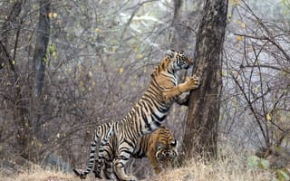 Картинка тигры, Ranthambhore NP, Indien