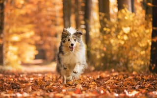 Картинка собака, взгляд, друг, осень