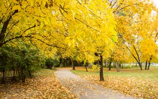 Картинка осень, листья, park, парк, yellow, тропа, nature, деревья