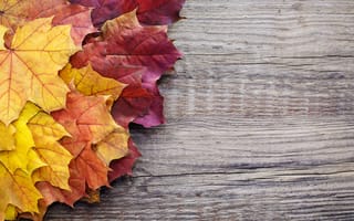 Картинка осень, autumn, листья, wood, maple, colorful, leaves, клен