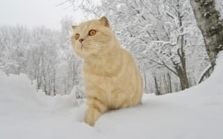 Картинка рыжий кот, снег, зима