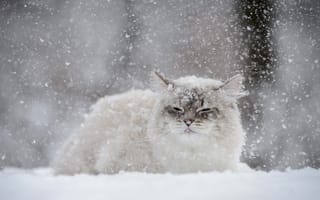 Картинка кот, зима, кошка, снег