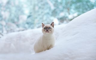 Картинка кошка, сугроб, снег, голубые глаза, зима