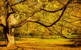 Картинка осень, листья, парк, мост, yellow, деревья, forest, nature